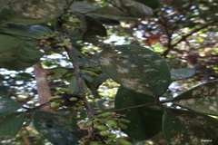Luvunga sarmentosa